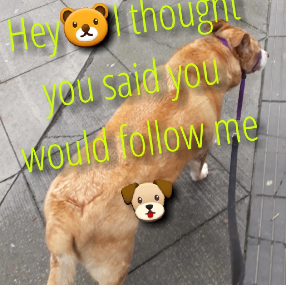 😱🙏THANKS EVERYONE FOR FOLLOWING ME🐶🦁🐻🐨🐼 - Picture 10 of 11